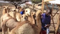 Camel Milk ...