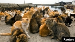 FILE - Cats crowd the harbour on Aoshima Island in Ehime prefecture in southern Japan on February 25, 2015. An army of cats rules the remote island in southern Japan and outnumber humans six to one. (REUTERS/Thomas Peter)