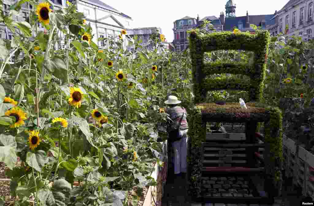 A worker adjusts plants to set up a labyrinth made of some 8,000 sunflowers in Mons, Belgium, as part of the city&#39;s celebrations as European capital of culture. The sunflowers were chosen to honor Dutch painter Vincent Van Gogh&#39;s well-known painting, and cover 3,000 square meters on the city&#39;s main market square.