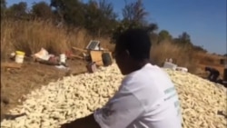 Zimbabweans Facing Problems Delivering Maize to Grain Marketing Board