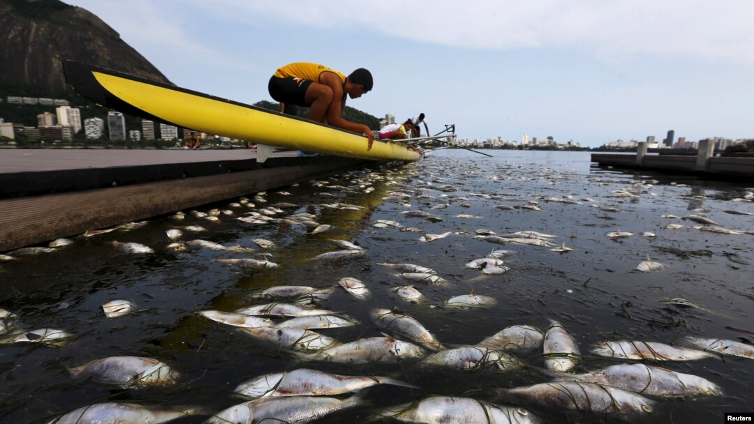 Dead fish are pictured next to a rowing athlete as he puts his boat on the water before a training session at the Rodrigo de Freitas lagoon, in Rio de Janeiro, Brazil, April 13, 2015.