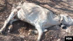 Thousands of cattle succumb to drought in Matabeleland South