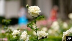 Roses are shown as journalists tour the restored Rose Garden at the White House in Washington, Aug. 22, 2020. 