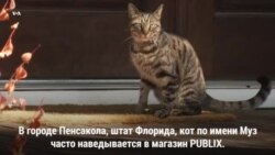 «Осторожно, Муз!»