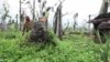 Philippines Coconut Industry Struggles to Recover After Typhoon
