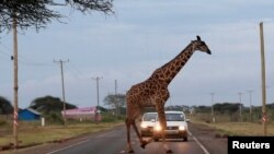 A giraffe crosses a road laced in the Kimana Sanctuary in Kimana, Kenya.