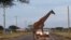 A giraffe crosses a road laced with an electric fence within the Kimana Sanctuary, part of a crucial wildlife corridor that links the Amboseli National Park to the Chyulu Hills and Tsavo protected areas, within the Amboseli ecosystem in Kimana, Kenya Febr