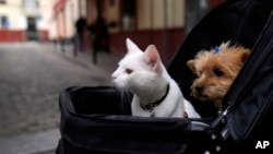 A cat and a dog sit inside a baby stroller in Seville, Spain, Saturday, June 19, 2021. (AP Photo/Thanassis Stavrakis)