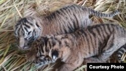 Dua bayi harimau sumatera berjenis kelamin jantan dan betina yang lahir di Taman Margasatwa dan Budaya Kinantan (TMSBK) Bukittinggi, Sumatera Barat. (Foto ilustrasi: TMSBK Bukittinggi/dok)