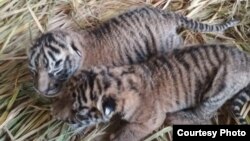 Dua bayi harimau sumatera berjenis kelamin jantan dan betina yang lahir di Taman Margasatwa dan Budaya Kinantan (TMSBK) Bukittinggi, Sumatera Barat. (Foto: TMSBK Bukittinggi.)