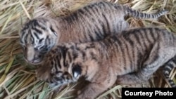 Dua bayi harimau sumatera berjenis kelamin jantan dan betina yang lahir di Taman Margasatwa dan Budaya Kinantan (TMSBK) Bukittinggi, Sumatera Barat. (Foto: TMSBK Bukittinggi.)