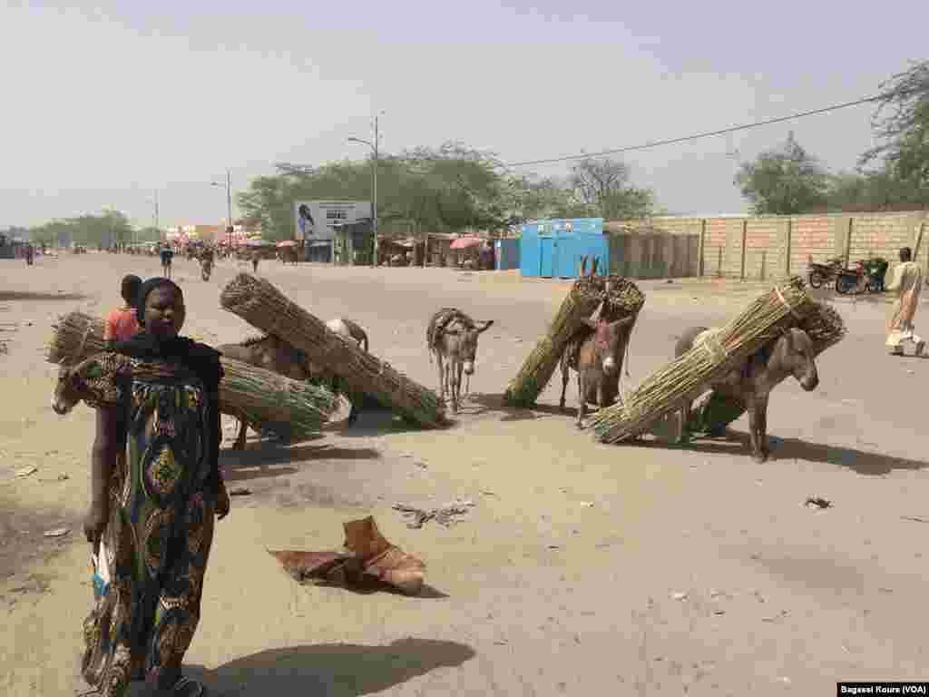 Au centre de la ville, des ânes transportant de l'herbe, Bol, Chad, Photo VOA Bagassi Koura