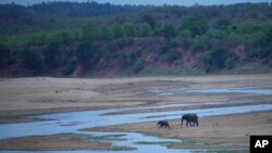 FILE An elephant guides its calf to a stream in Gonarezhou National Park, Sunday, Oct. 29, 2023.