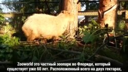 Зоопарк во Флориде восстанавливается после урагана