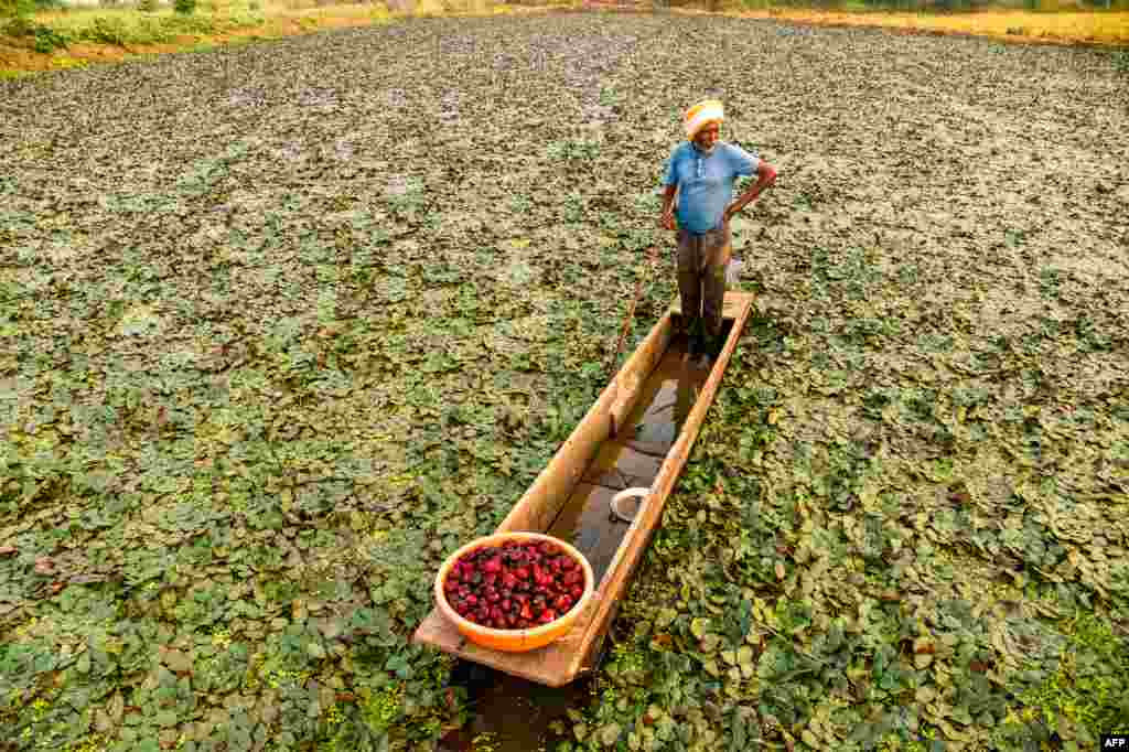 A farmer rows a boat as he harvests water chestnuts in a pond on the outskirts of Jabalpur, India. (Photo by Uma Shankar MISHRA / AFP)