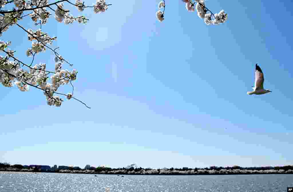 [워싱턴 D.C. 벚꽃 축제] 워싱턴의 봄