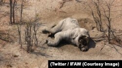 Un éléphant retrouvé mort avec ses défenses d'ivoire méthodiquement arrachées au Botswana, sur une photo publiée le 4 septembre 2018. (Twitter/IFAW)