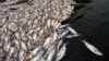 FILE - Dead fish are seen at a pond on the outskirts of Wuhan, Hubei province, April 21, 2009. Another massive fish kill in China has sparked a Tibetan protest against mining operations. 