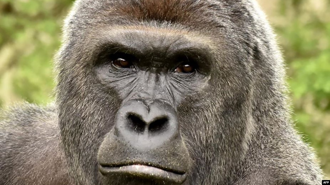 Harambe tenía 17 años y debió ser sacrificado