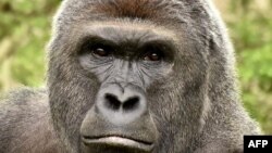 Harambe tenía 17 años y debió ser sacrificado