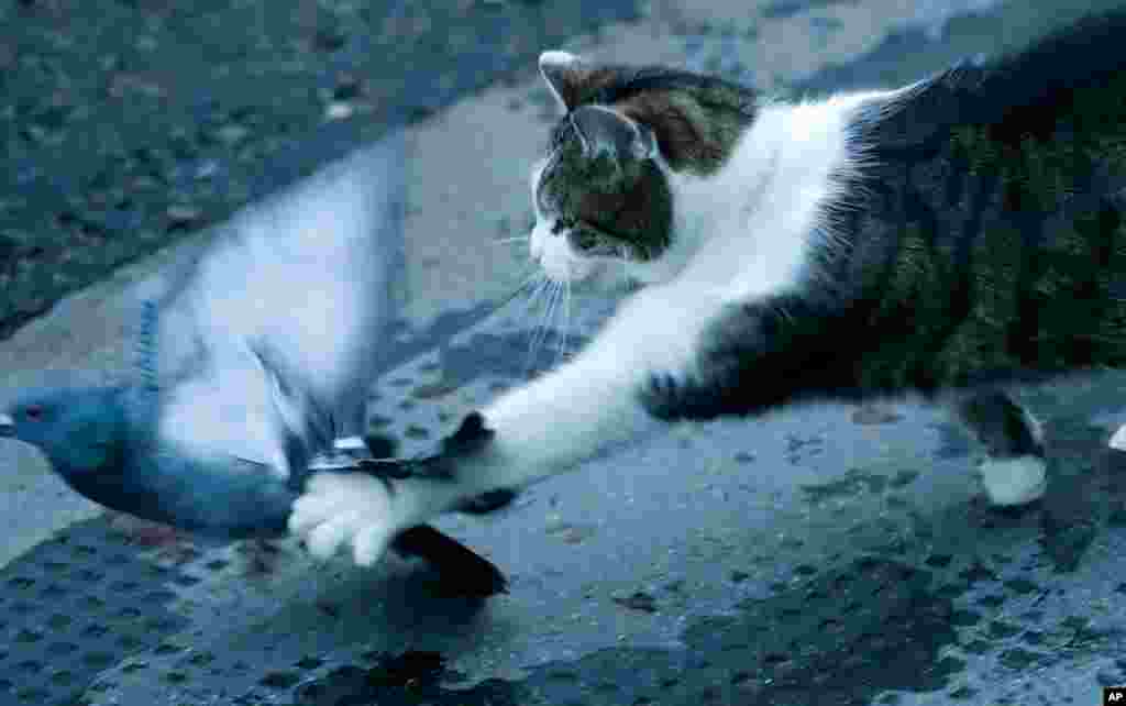 Larry the cat, Chief Mouser to the Cabinet Office, catches a pigeon as journalists await results of the Brexit trade deal at Downing Street in London.