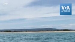 Une baleine égarée en Méditerranée a peu de chances de retrouver son milieu