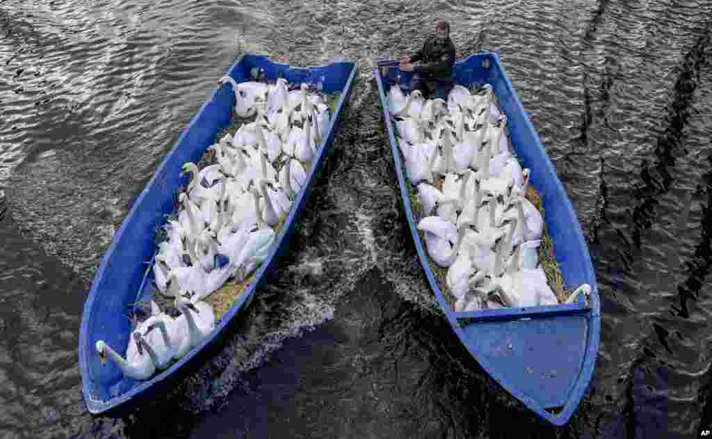 Swan carer Olaf Niess brings swans in a boat from the city center&#39;s lake to their winter home in Hamburg, northern Germany.