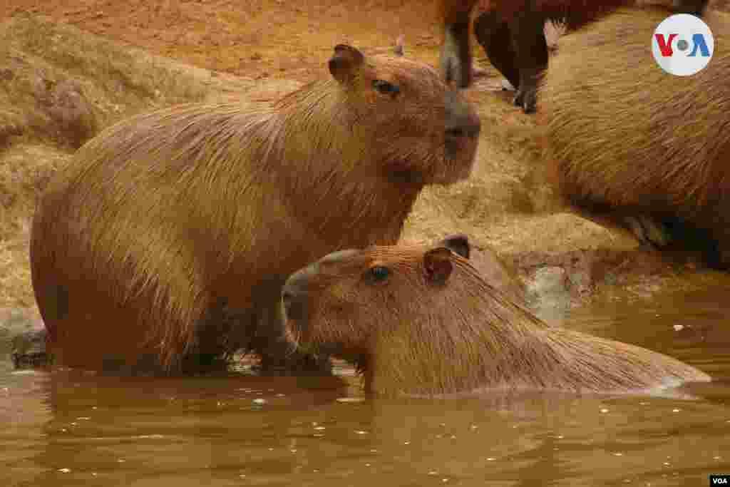 Uno de los paseos familiares de fin de semana en Cali, capital del Valle del Cauca, es visitar los animales en el zoológico de la ciudad, uno de los más grandes y frecuentados de todo el territorio colombiano.