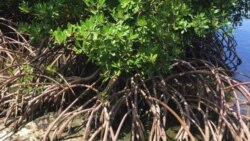Mangroves လမုတောဆုံးရှုံးမှု အန္တရာယ်