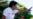 Philippine Dictator's Son Maintains Appeal Ahead of National Polls