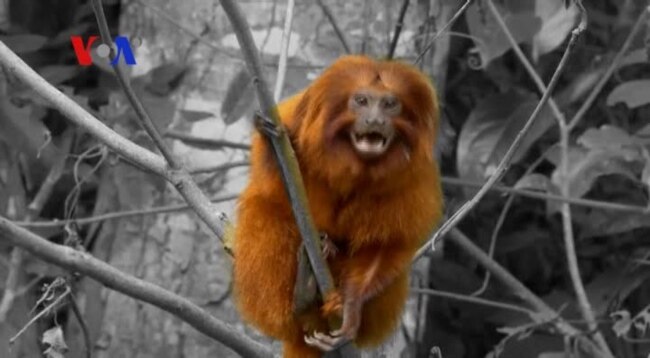 Brazilian Success Story with Reintroduction of Golden Lion Tamarins