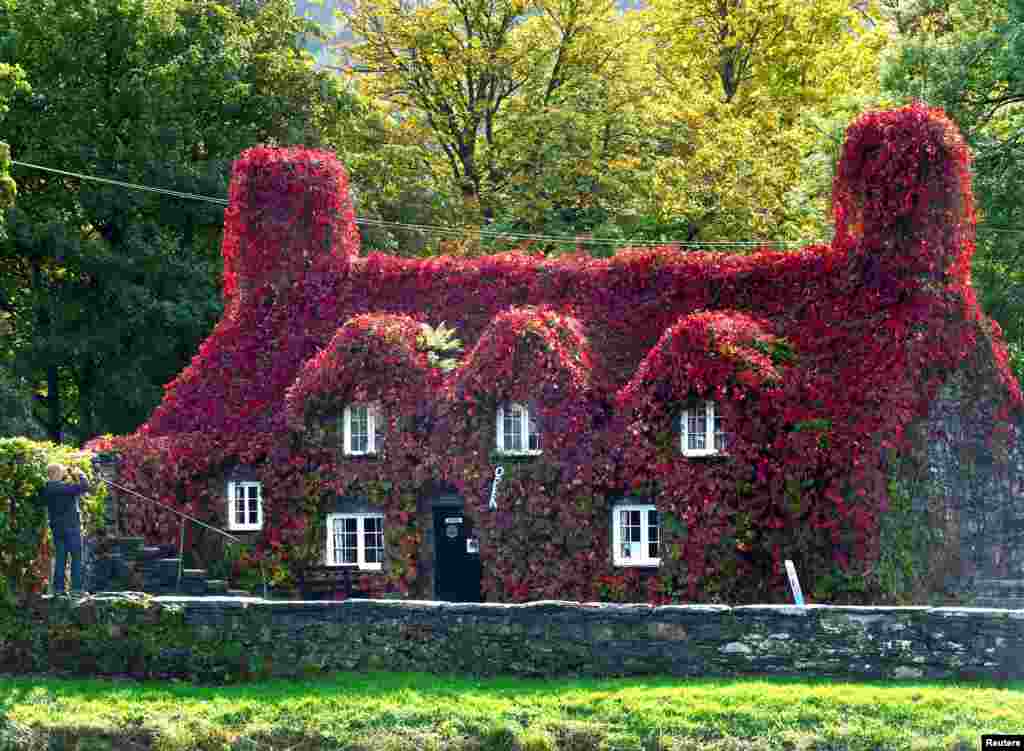A Virginia Creeper covering the Tu Hwnt I&#39;r Bont tearoom has turned to red, as autumn officially starts today with the arrival of the Autumn Equinox, in Llanrwst, North Wales, Britain.