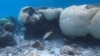 ARCHIVO - Peces nadan cerca de un arrecife de coral, en el Parque Nacional Los Roques, Venezuela, el 1 de noviembre de 2024.