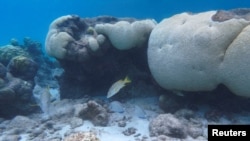 ARCHIVO - Peces nadan cerca de un arrecife de coral, en el Parque Nacional Los Roques, Venezuela, el 1 de noviembre de 2024.