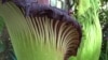臭名远扬：三朵巨花魔芋在美国植物园争奇斗艳
