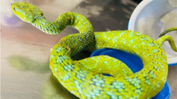 联邦检察官在“美国诉林伟强案”中提交的量刑备忘录中出示的一张绿树蝰蛇照片。