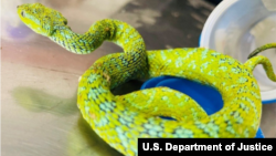 联邦检察官在“美国诉林伟强案”中提交的量刑备忘录中出示的一张绿树蝰蛇照片。