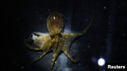 An octopus is pictured in a tank at an octopus farm as part of a community project in Sisal, in Yucatan state.