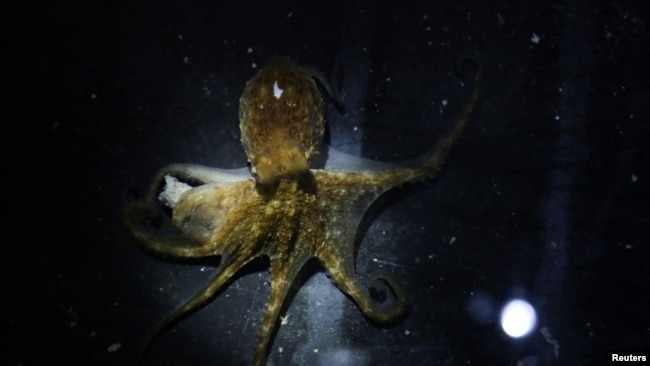 An octopus is pictured in a tank at an octopus farm as part of a community project in Sisal, in Yucatan state.