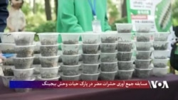 مسابقه جمع آوری حشرات مضر در پارک حیات وحش بیجینگ