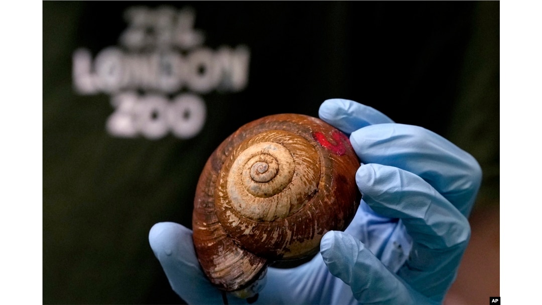FILE - Seekor Siput Raksasa Vietnam dipamerkan selama Penimbangan di Kebun Binatang ZSL London di London, Kamis, 25 Agustus 2022.(Kirsty Wigglesworth/AP)