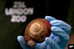 FILE - Seekor Siput Raksasa Vietnam dipamerkan selama Penimbangan di Kebun Binatang ZSL London di London, Kamis, 25 Agustus 2022.(Kirsty Wigglesworth/AP)