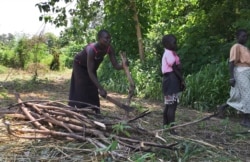 FILE - A woman chops down trees with her daughter in the small town of Rajaf, near Juba, South Sudan, July 14, 2017.