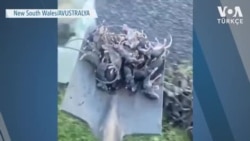 Avustralya Kırsalını Fareler Bastı