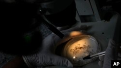 ARCHIVO - Un investigador analiza una muestra de larvas de mosquito en el laboratorio de análisis epidemiológico del Instituto de la Salud en Brasilia, el 16 de enero de 2024.