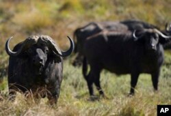 FILE - Buffaloes graze at the Aberdare National Park, in Nyeri, Kenya, January 25, 2024.