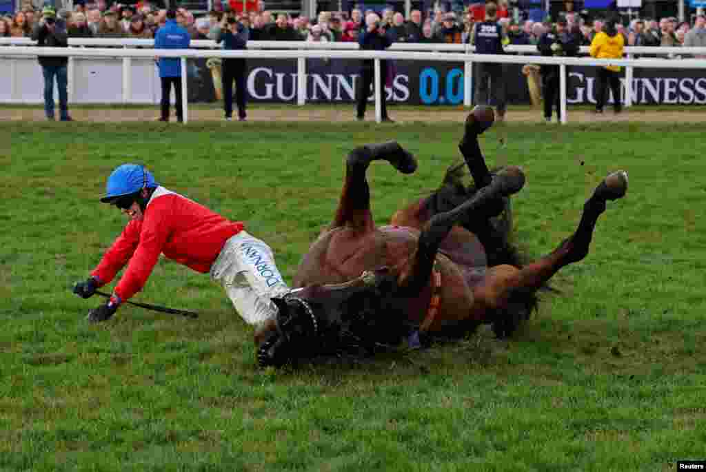 Quilixios ridden by Darragh O'Keeffe falls after jumping the last fence in the 16:00 BetMGM Queen Mother Champion Chase on the 2nd day of the Cheltenham Festival at Cheltenham Racecourse in Cheltenham, Britain, March 12, 2025.