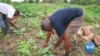 Organic Food Grows More Popular in Ghana During Pandemic 