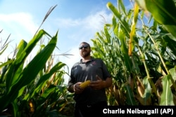 Cameron Sorgenfrey stands among tall and short corn stalks in one of his fields, Monday, Sept. 16, 2024, in Wyoming, Iowa. (AP Photo/Charlie Neibergall)