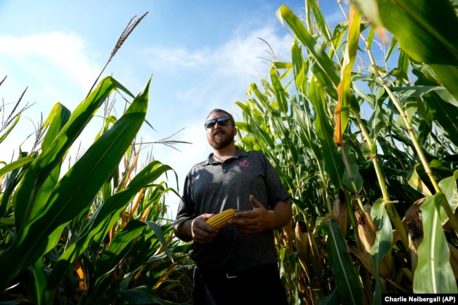 Cameron Sorgenfrey stands among tall and short corn stalks in one of his fields, Monday, Sept. 16, 2024, in Wyoming, Iowa. (AP Photo/Charlie Neibergall)